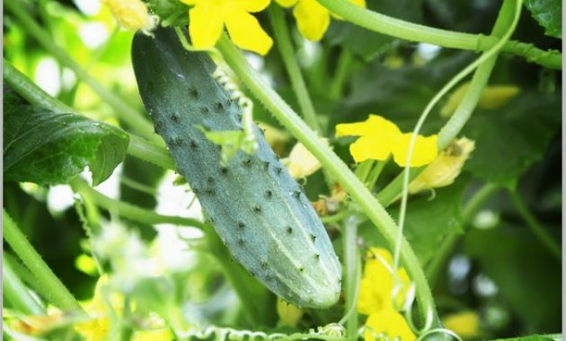 My Garden Care - Cucumber Diseases and Pests
